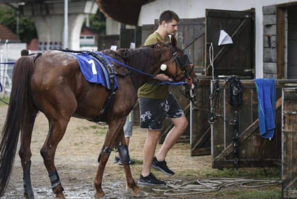 约基奇: 心爱看马儿奔走 我每天王人情切马匹 有一又友帮我全寰宇盯着